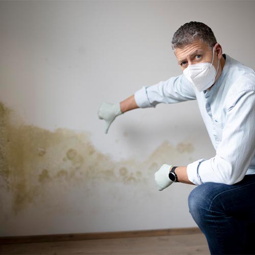 mold removal and remediation